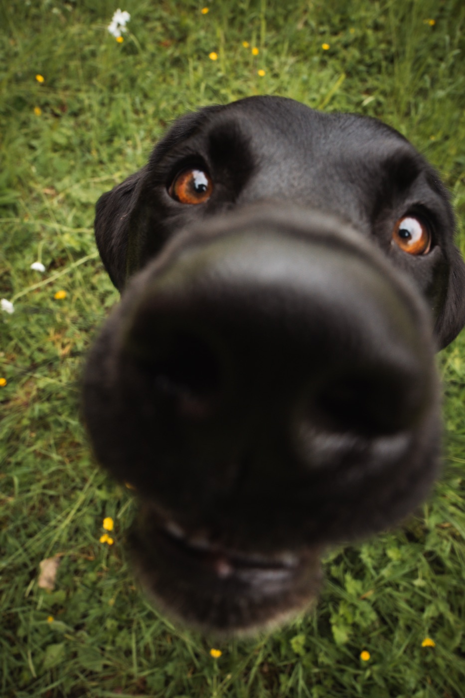 A close-up of a black dog's nose, right up to the camera