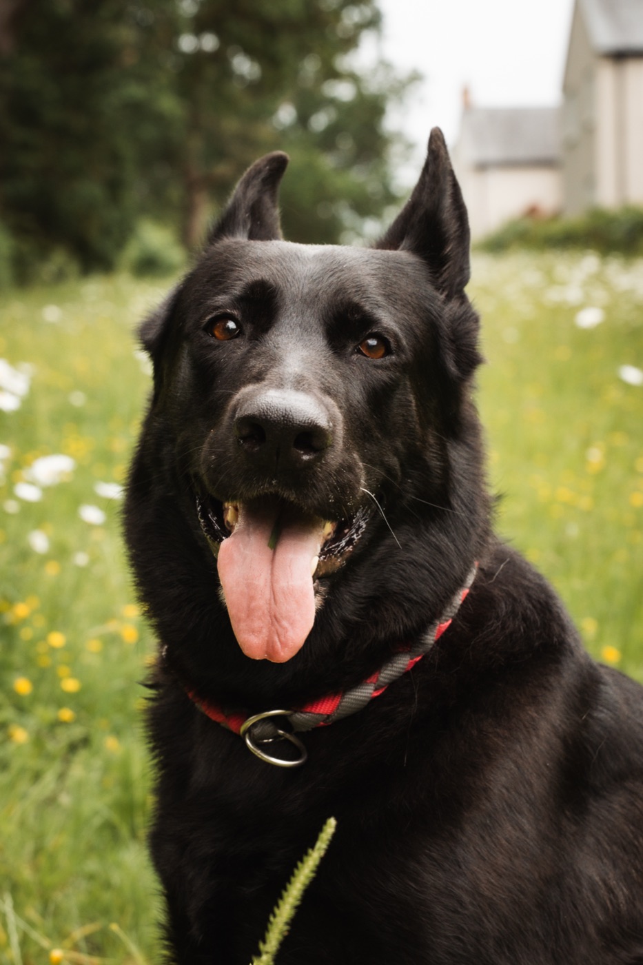 A close-up portrait of a black German Shepherd
