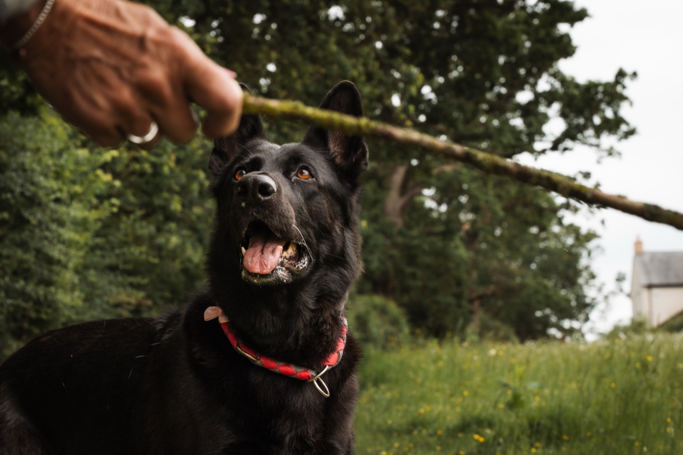 A black German Shepherd reaching up for a stick