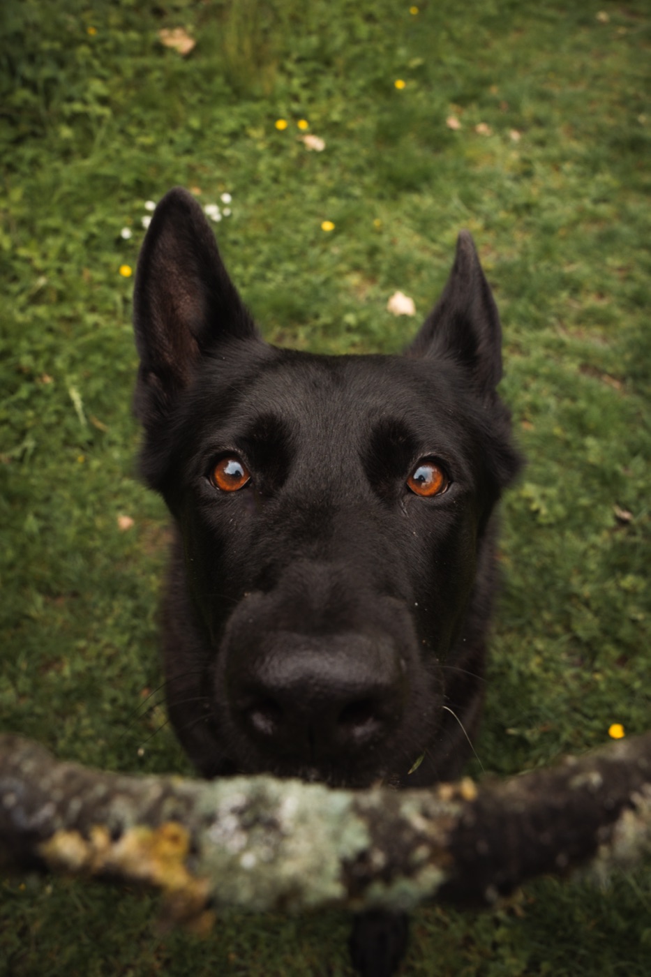 A black German Shepherd looking up at the camera