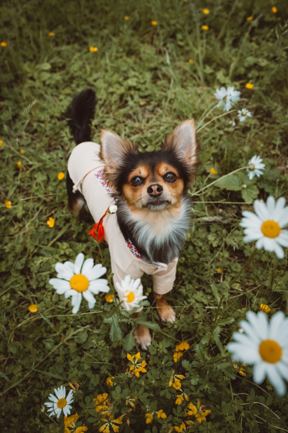 A chihuahua in a jacket standing in a daisy field
