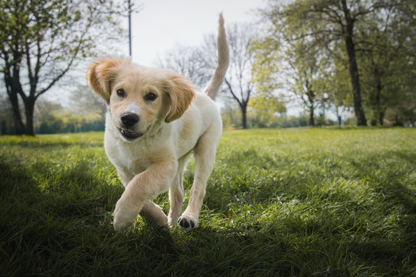 A golden retriever puppy running toward the camera