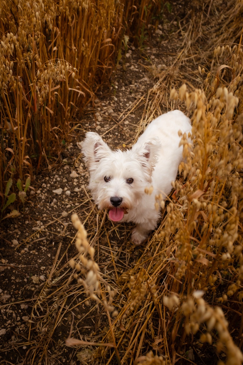 A white West Highland Terrier walking through a golden wheat field