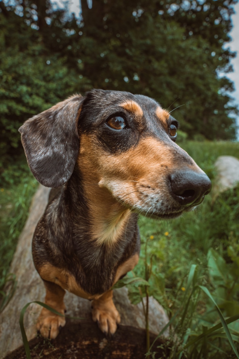 A dachshund looking off to the side