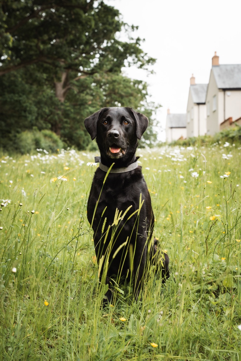 A black Labrador sitting in a wildflower meadow